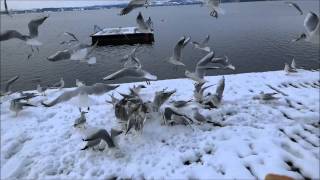 Hungry seagulls squawk and scrap for food