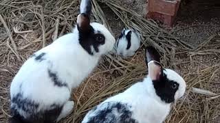 자유로운 토끼들이 사는 강릉아기동물농장