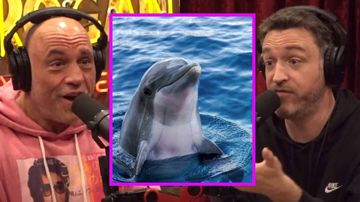 Joe: "Dolphins R*pe EVERYTHING!"