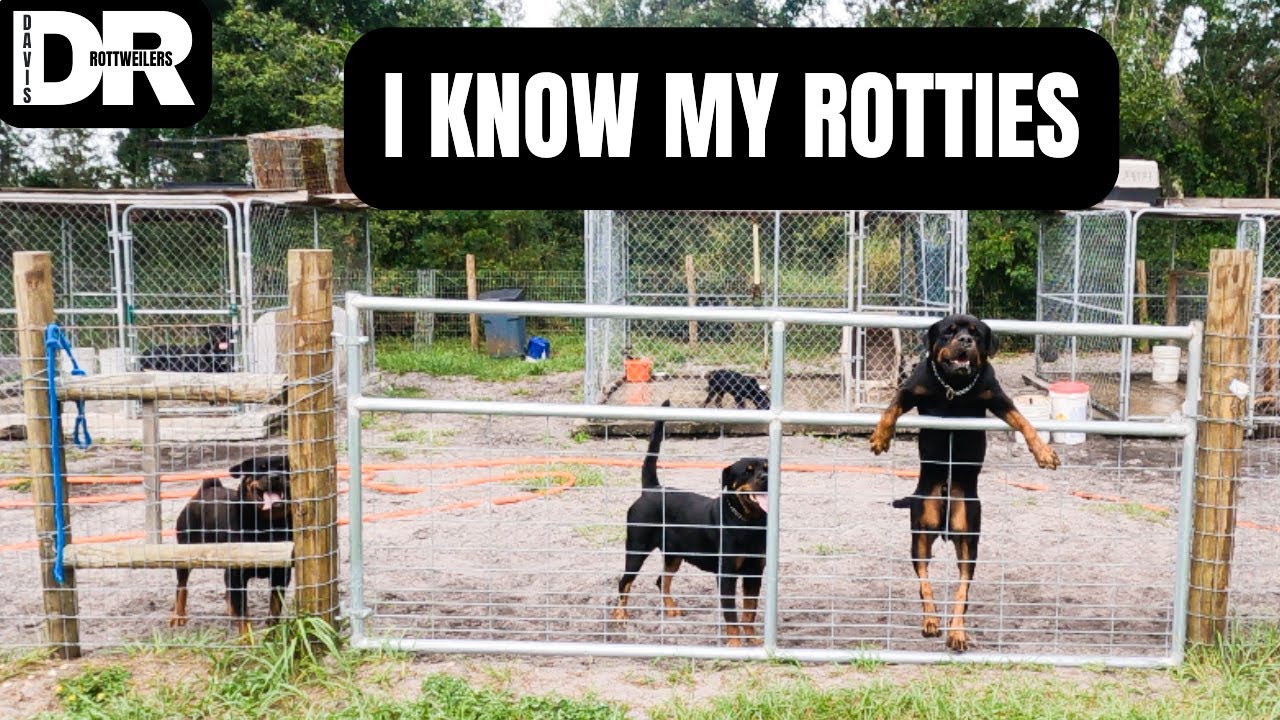 Springtime Dogs Rotties I Know My Rotties, Puppy Update 🦍🎯🔥 - YouTube