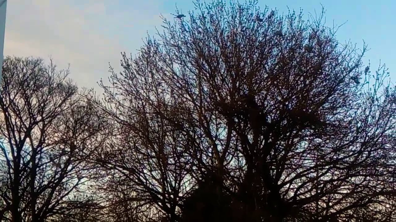 Beautiful Birds video ..2020 and blue sky..