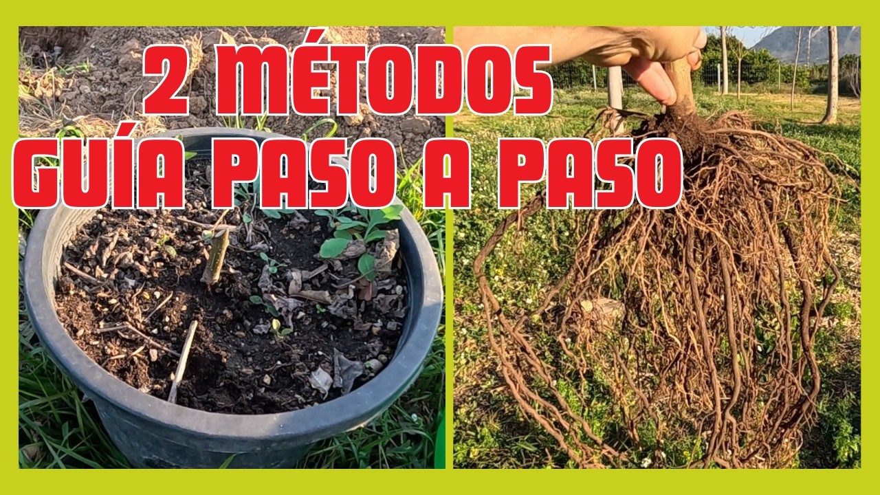 Plantando 2 Paulownias: Raíz Desnuda y Maceta (Paso a paso)🌳
