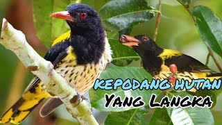 Mengenal Burung Kepodang Hutan Yang Bersuara Indah