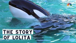 Killer Whale's Death Sparks International Outrage | The Story Of Lolita | CNBC TV18