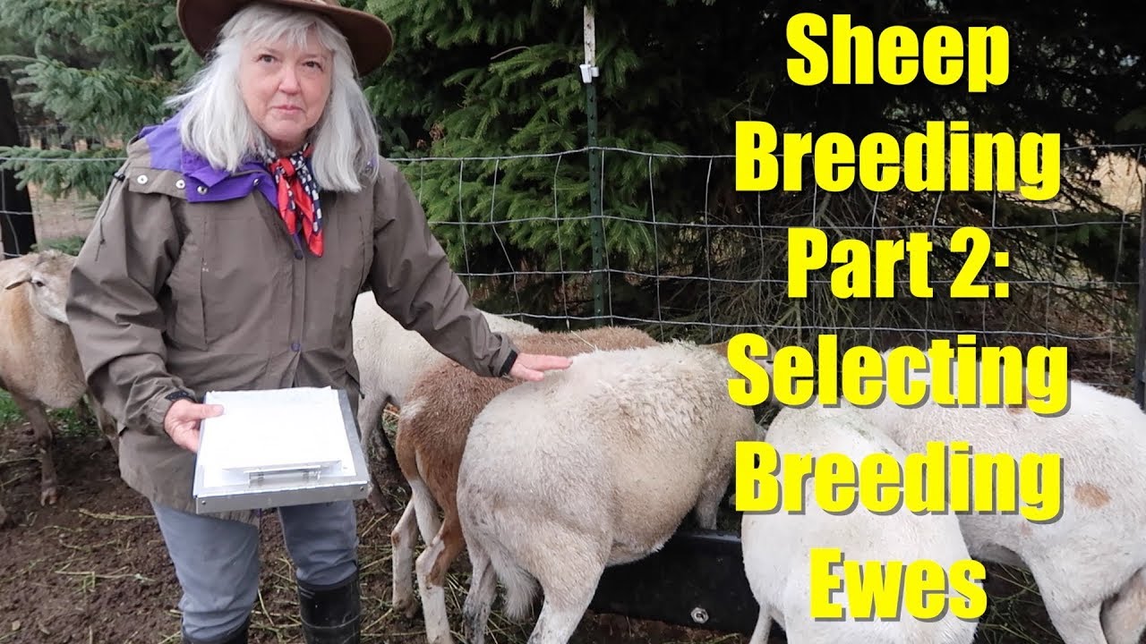 Sheep Breeding Series Part 2 Selecting Ewes for Breeding YouTube