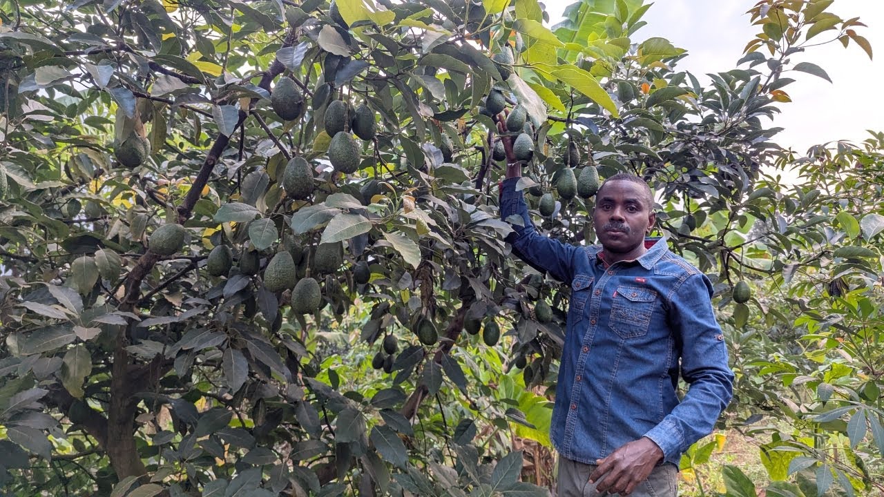 💰Uyu Muhinzi Yahinze Avoka Zitanga Umusaruro Mwinshi Kurusha Izo Dusanzwe Tumenyereye! 🥑🌱💼