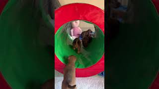 3 week old Irish Terrier puppies playing by Ailimick Irish Terriers Southern Africa 82 views 1 year ago 1 minute, 39 seconds