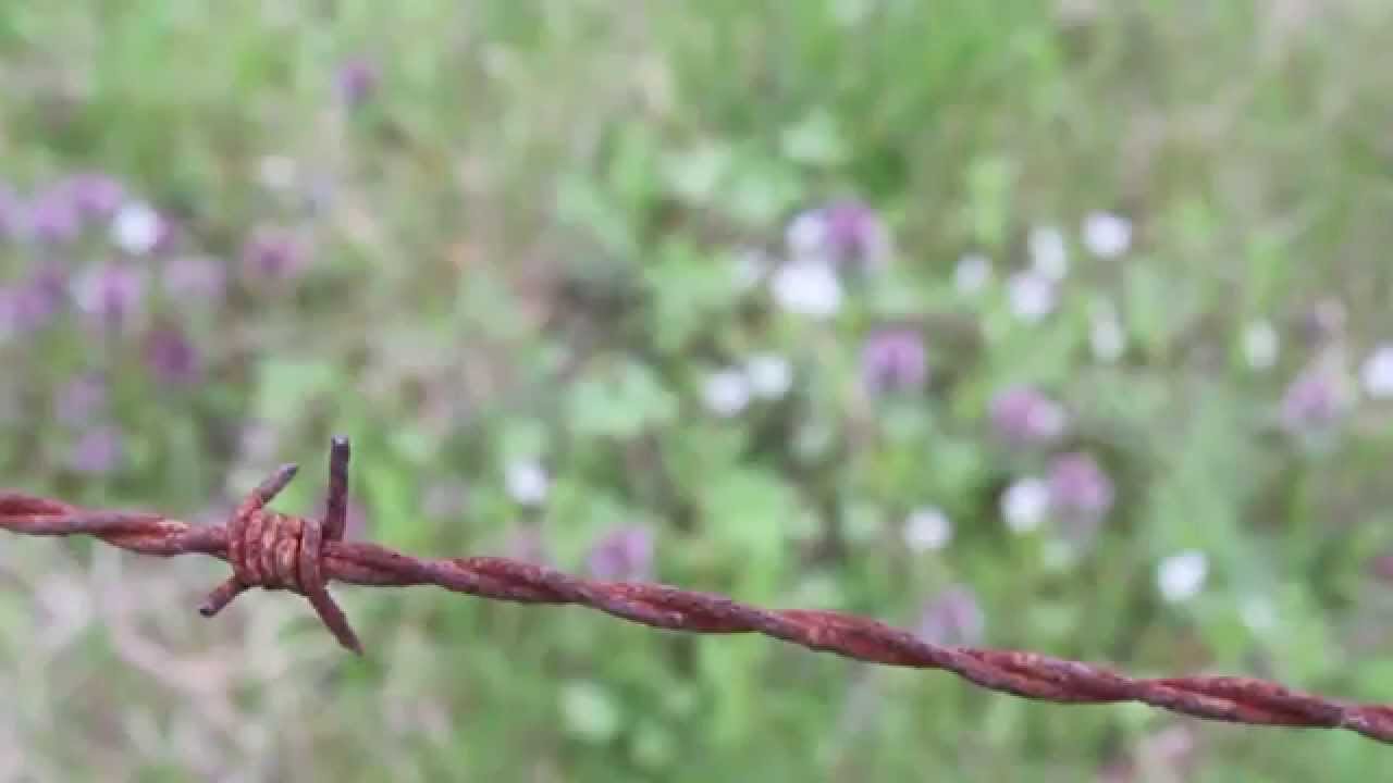 A Windy Day in the Smoky Mountains (Canon T2i Test) - YouTube