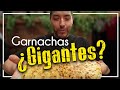 GORDITA GIGANTE en Coacalco