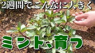 ミント、雑草に大勝利。そしてわかった衝撃の事実 #ハーブ18株目