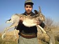 TAVŞAN AVI ,Hare Hunting, , yataktan taşla kaldırılışı-Охота на зайца- Caccia alla lepreأرنب صيد-