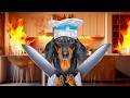 Kitchen nightmare cute  funny dachshund dog