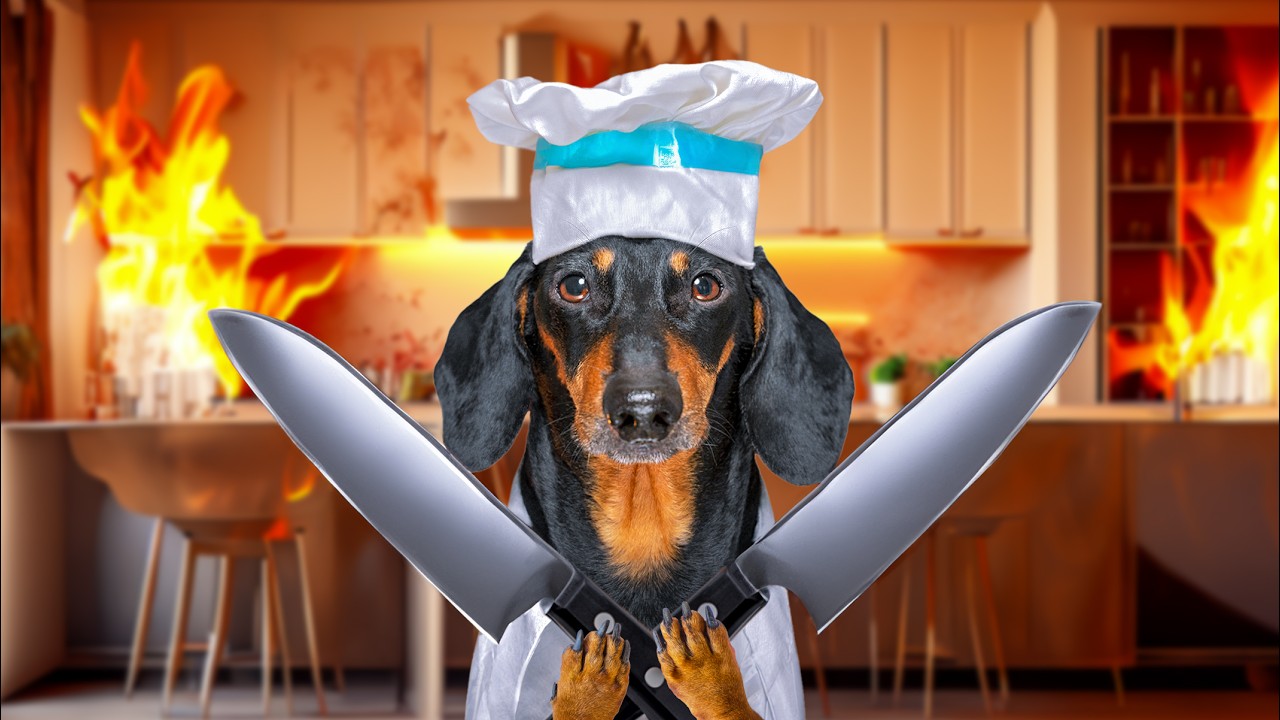 Chefs Battle for a Christmas dinner! Cute & funny dachshund dog video!