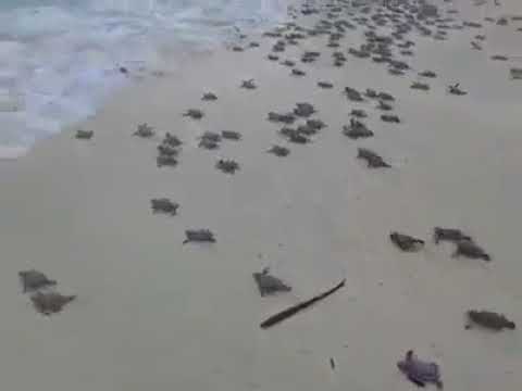Video: Snapping Turtle Control - Cara Menghilangkan Penyu Di Halaman Saya