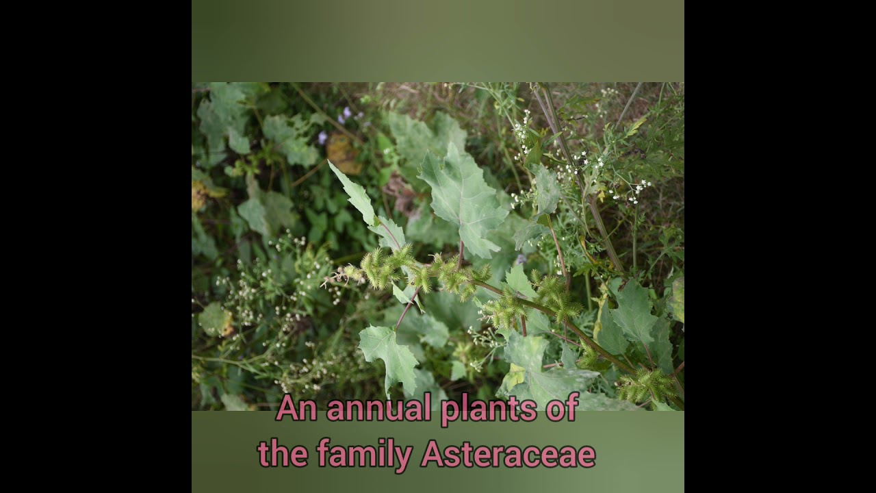 Xanthium strumarium an invasive weed in HP.