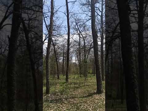 Forest sounds #shorts