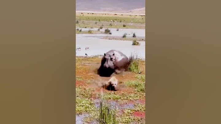Hyena Teases a Hippo 😳😂