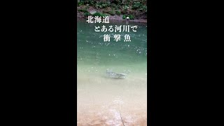 (釣り)近所の川でルアーを投げてたら #shorts