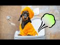 Potty&#39;s Occupied! Cute &amp; funny dachshund dog video!