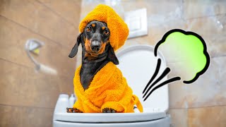 Potty's Occupied! Cute & funny dachshund dog video!