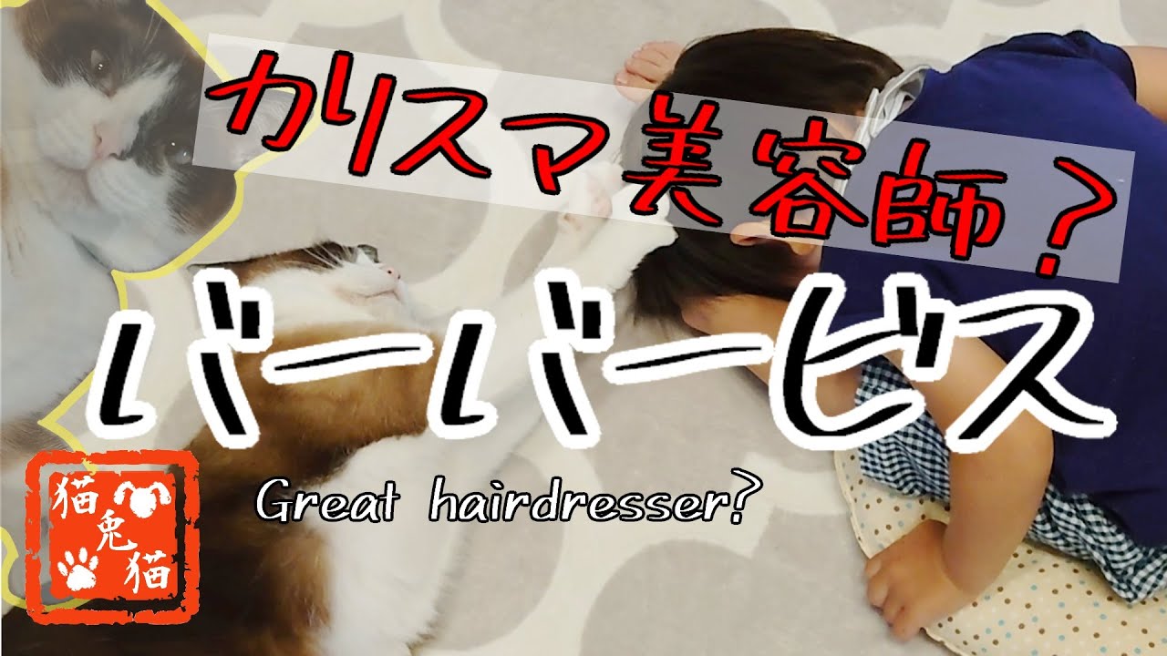 おっとり猫 カリスマ美容師 Barber Bis Unfussy Cat Great Hairdresser Short Video Youtube おっとり猫 カリスマ美容師 Barber Bis Unfussy Cat Great Hairdresser Short Video Youtube