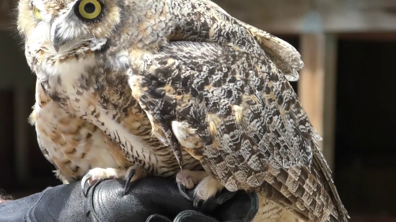 Great Horned Owl - CT's Beardsley Zoo - YouTube
