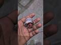 Blasting Me Bush #viral #welding #minivlog #youtubeshorts #zibrailjssvlog