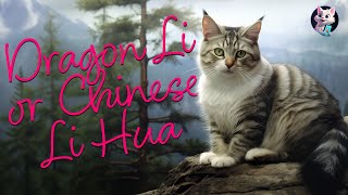 Dragon Li: The Majestic Chinese Cat Breed with a Wild Heritage by Kitty Cat Magic 218 views 6 months ago 47 seconds