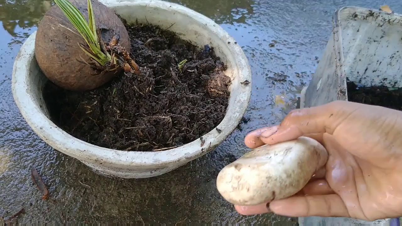 Pindahkan bonsai  kelapa  ke pot  YouTube