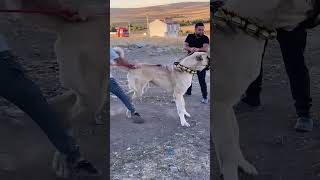 İki Kişi Ancak Zaptediyor Not 102 Cm Lik Bir Dev