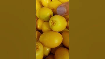 ASMR 🌈 FRESH DATES #fresh  #dates #shorts #fruits #fresh #satisfying #asmr #fypシ #kuwait