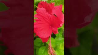 Flower Of China Rose . My Home