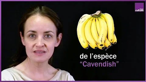 Est-ce que la banane pousse en France ?