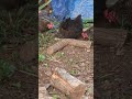 Chickens eating ants #nature #naturelovers #natural #birds #bird #chicken #natural #farming #farm
