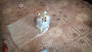 Ошейник, рулетка. Тедди скоро пойдёт гулять))) Ошейник, рулетка. Тедди скоро пойдёт гулять)))
