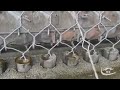#gabion #wiremesh machine #production