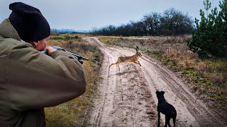 HUNTING FOR HARE, FOX, ROE DEER, WOODLICK