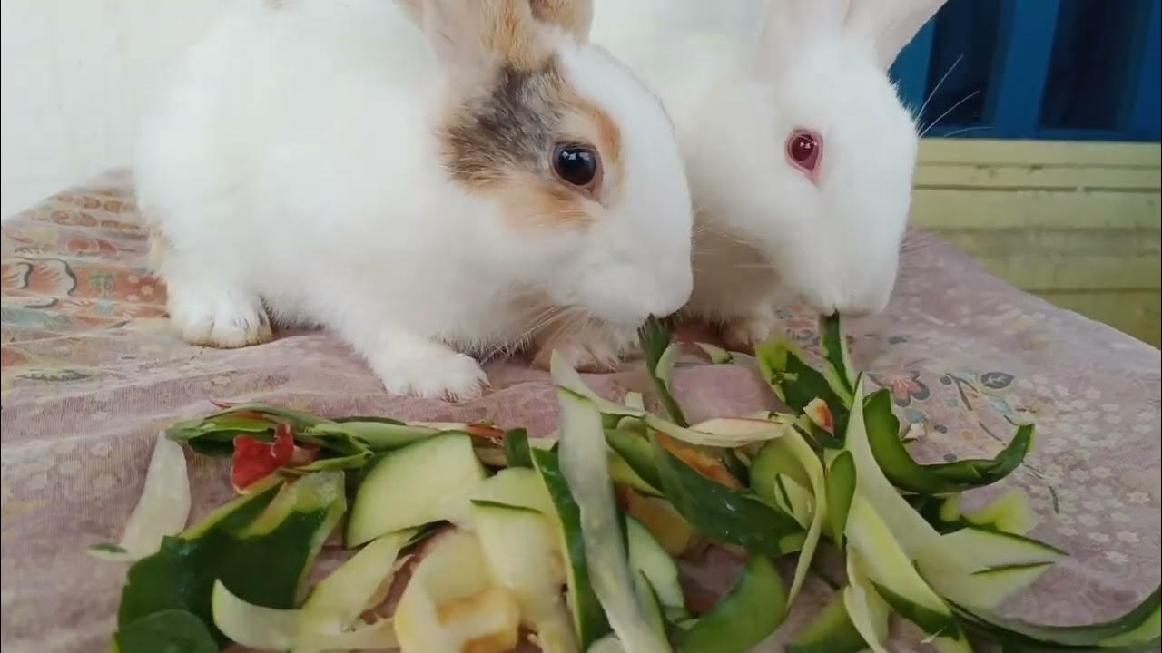 Rabbit 🐰 eating Papaya apple 🍎 2023 YouTube