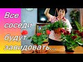 Пеларгония цветёт постоянно - ВСЕ БУДУТ ЗАВИДОВАТЬ !!! Что для этого нужно сделать !!!