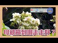 【節目後有驚喜彩蛋】母親節到哪踏青走走？溫帶海溫創新高對台影響？限塑減塑對環境影響？台北社子島地理環境？EP64｜阿愷佮你講