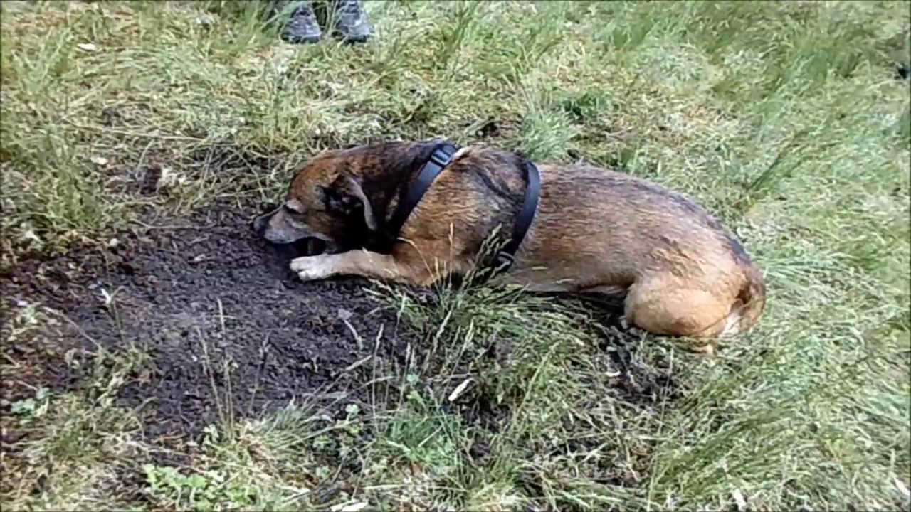 Hund frisst Erde Dog eats soil (zum Leute Erschrecken shock people