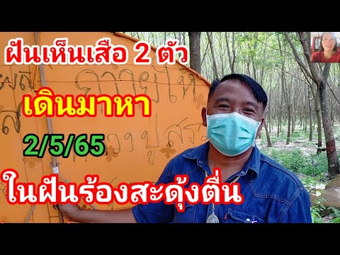 ฝันเห็นเสือ2ตัว!!เดินมาที่สวนยางพี่แนงพี่นางและถวายว่าวให้เอฟซีงวด2พ.ค65