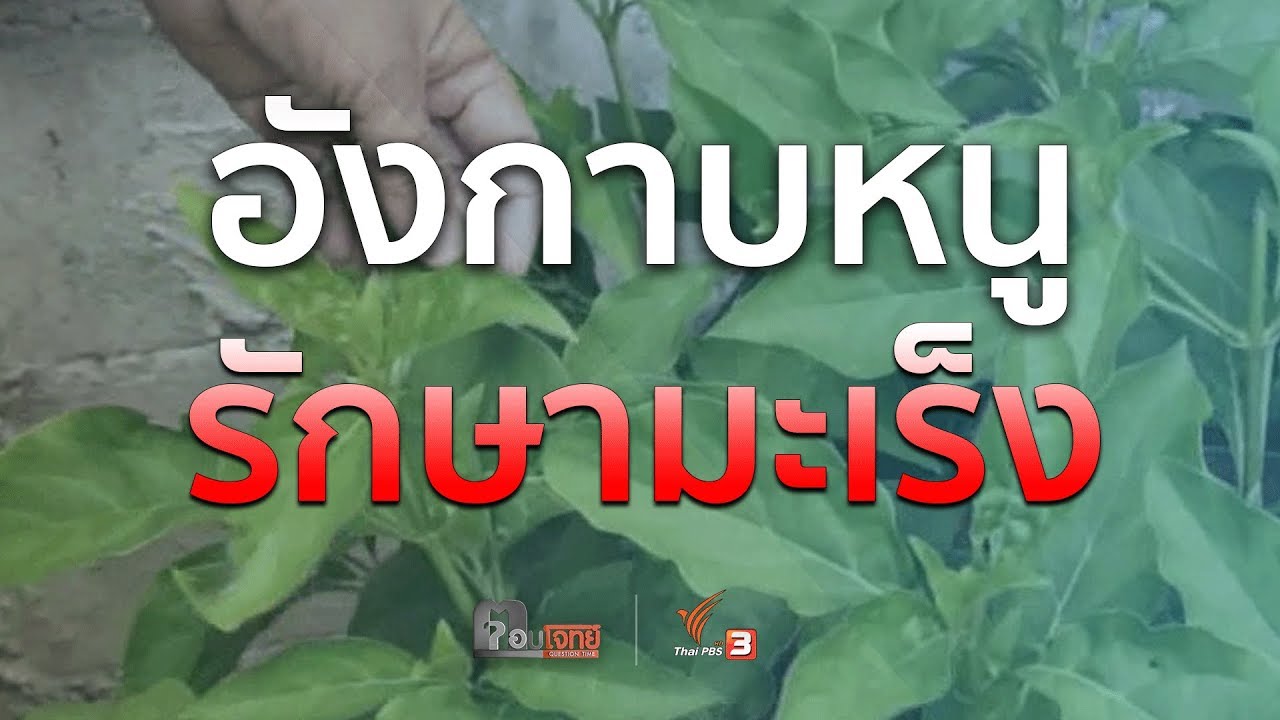 ตอบโจทย์  : “อังกาบหนู” ...? (สารพัดสมุนไพร) รักษามะเร็ง (24 ส.ค. 61)