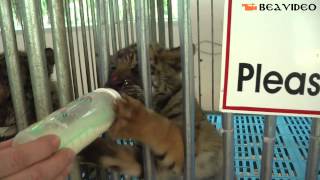 Tiger feeding milk