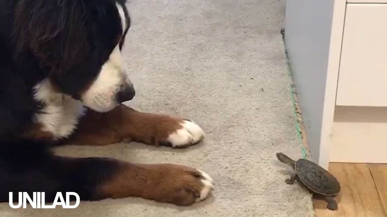 unilad dog video unilad dog video