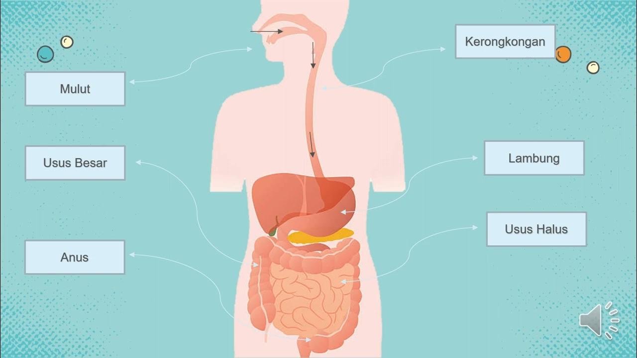 Video Animasi Sistem Pencernaan Pada Manusia - YouTube
