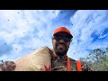 Hog hunting in mosquito madness  texas public draw hunt