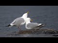 Parade nuptiale golands argents et  becscercls behavior courtship herring gull  ringbilled