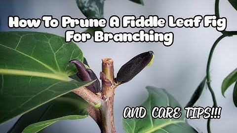 Fiddle Leaf Fig Pruning WITH 7 NEW BRANCHES! | Plant Care Tips Too
