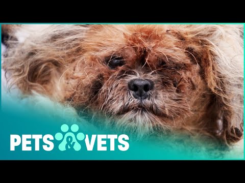 THE DOG RESCUERS COMPILATION